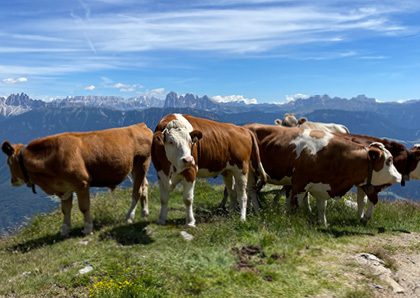 Postkarte Alpen